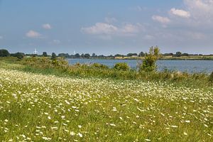 Sommerwiese in Ostfriesland van Rolf Pötsch