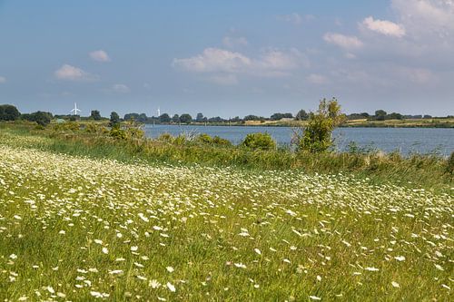 Sommerwiese in Ostfriesland