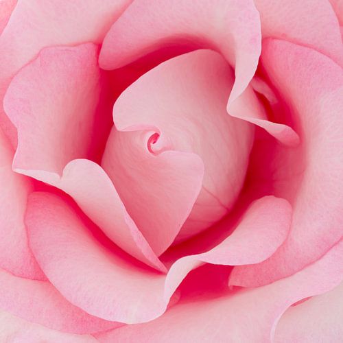 in de hart van de roos van Judith Spanbroek-van den Broek