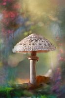 Bienvenue à Elfland