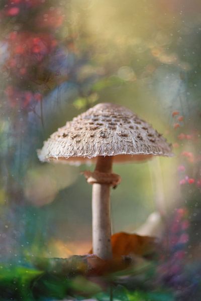 Bienvenue à Elfland par Sem Viersen