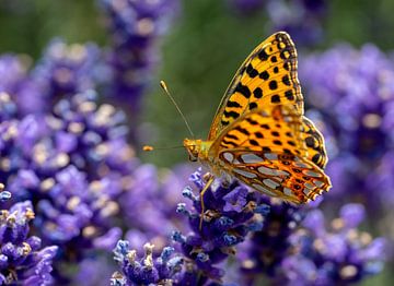 Kleiner Perlmuttfalter, (Issoria lathonia) auf einem Lavendelfeld von Animaflora PicsStock