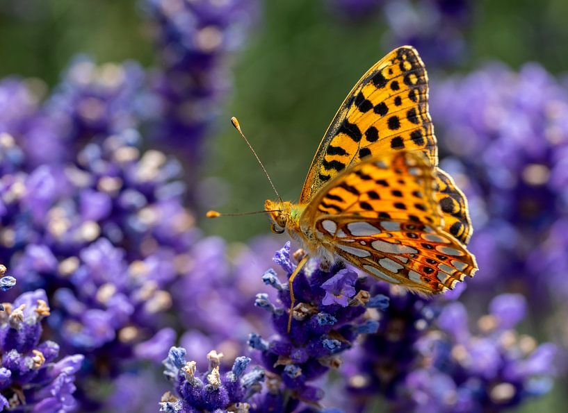 Petit nacré, (Issoria lathonia) dans un champ de lavande par Animaflora PicsStock