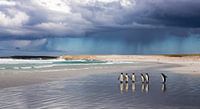 After the Storm