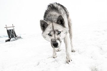 Husky at North Pole van Inge Jansen