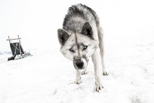 Husky at North Pole