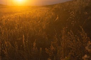 Zonsondergang landschap in Mongolië | Natuurfotografie