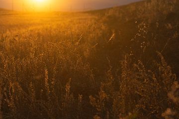 Sunset landscape in Mongolia | Nature Photography