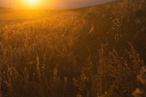 Zonsondergang landschap in Mongolië | Natuurfotografie