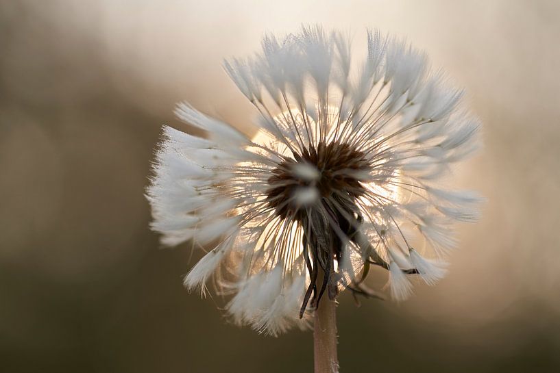 Fluff of dandelion in morning sun by Cor de Hamer