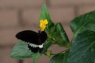 Papillon par Fotografiemg Aperçu