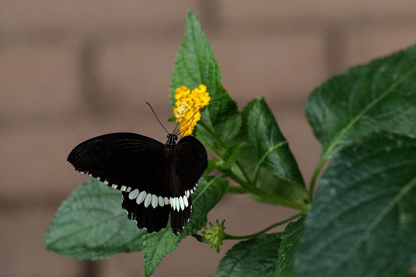 Papillon par Fotografiemg
