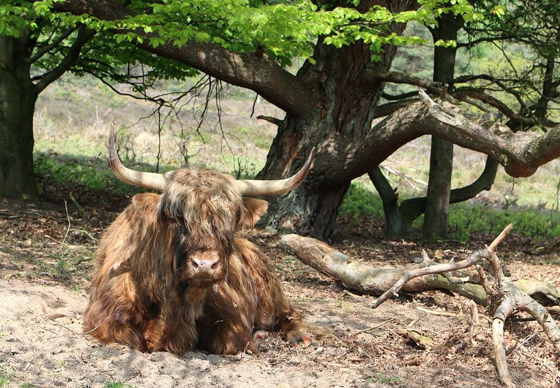 Highlander écossais par Yvonne Smits