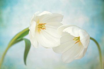 Tulpen van Harry Glorius