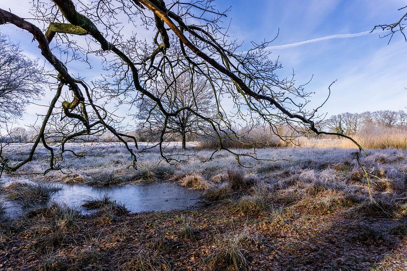 Branches in your view by Lea Wever