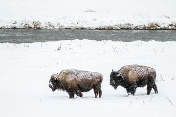 Bisons in de sneeuw van Sjaak den Breeje