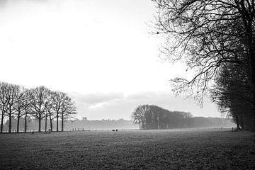 Landschap met bomen en mist in zwart wit van Meike de Regt