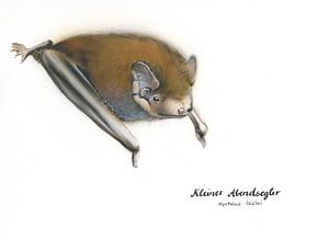 Der flinke Flieger – Kleiner Abendsegler (Nyctalus leisleri)
