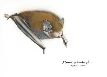 Der flinke Flieger – Kleiner Abendsegler (Nyctalus leisleri)