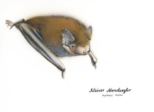 De snelle vlieger - de dwergvleermuis (Nyctalus leisleri)