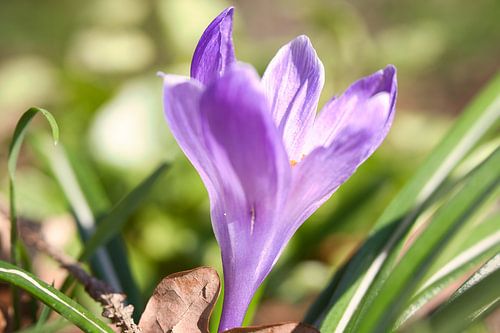 Crocus flower illuminated by sunlight