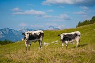 Cow in the Tannheim Mountains of Tyrol by Leo Schindzielorz thumbnail