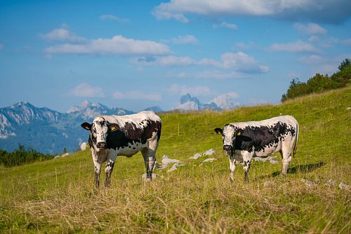 Koe in de Tannheimse bergen van Tirol