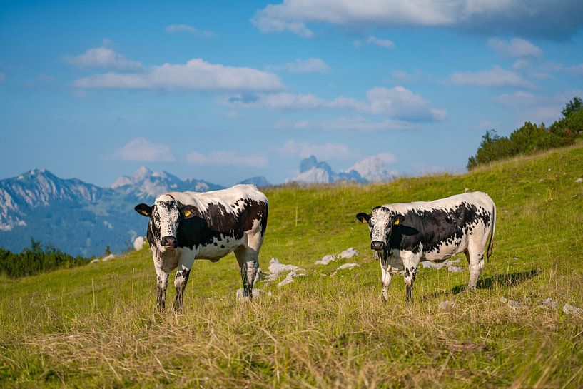 Cow in the Tannheim Mountains of Tyrol by Leo Schindzielorz