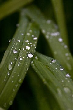 Wasserpflanzen unter den Regentropfen