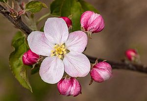 Apfelblüte 2