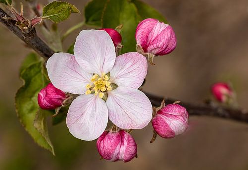 Fleur de pommier 2 sur Adelheid Smitt