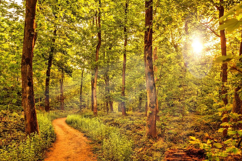 Fairytale Forest by Dieter Walther