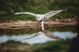 Lappländische Eule mit Spiegelbild im Wasser.