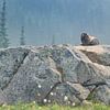Marmot, Mount Rainier np van Harold van den Hurk