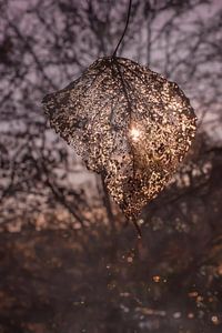 Gefrorenes Blattskelett, das in der Sonne auftaut: Winterschönheit mit einem Hauch von Wärme