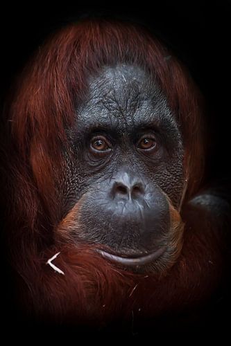 The intelligent face of an orangutan philosopher with red hair against a dark background.
