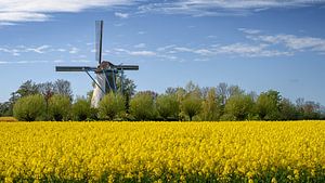 Die alte Mühle von Colijnsplaat über dem gelben Frühlingsfeld