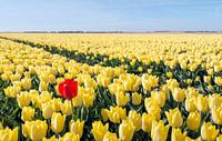 Frappant une tulipe rouge dans un champ de tulipes jaunes par Ruud Morijn Aperçu