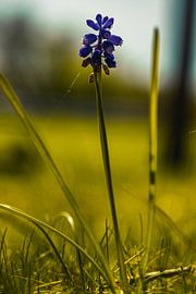 Rathenow "City of Optics