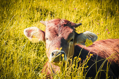 Allgäu – Ein ruhiger Blick aus der Wiese
