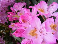Rododendron
