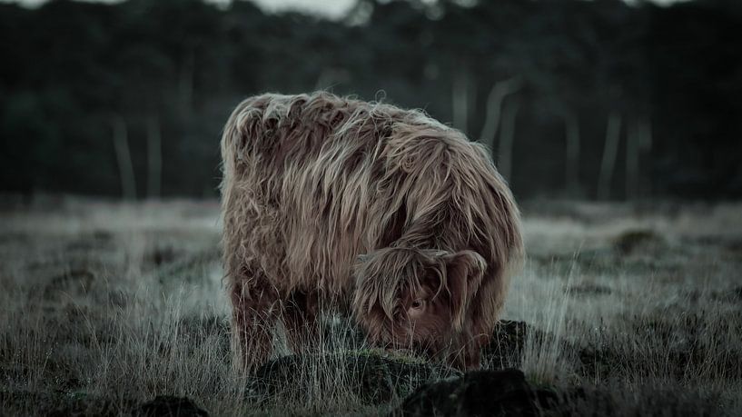 Kalf schotse hooglander in het Deelerwoud van AciPhotography