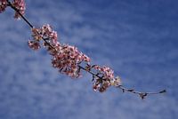 Flowers in the air