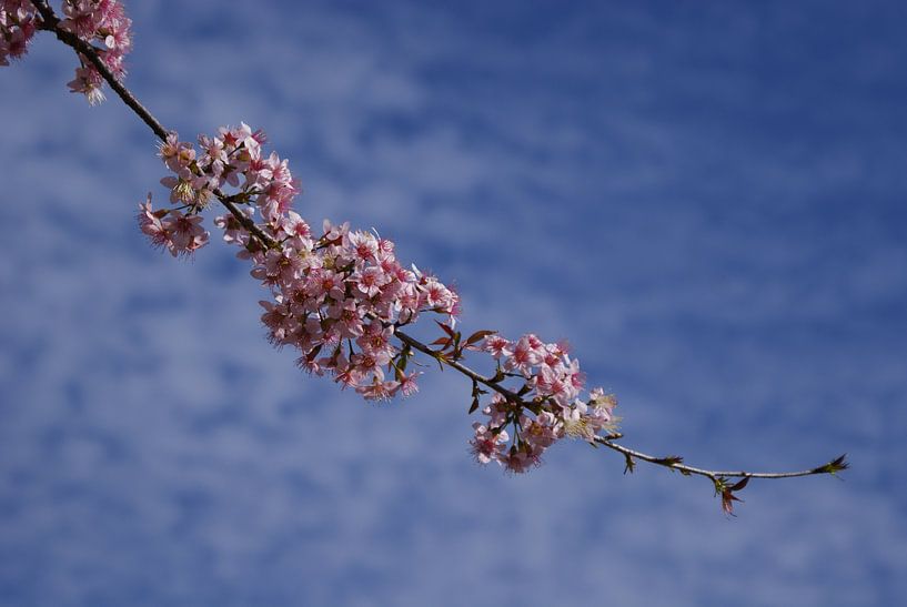 Bloem in de lucht par Eva Toes