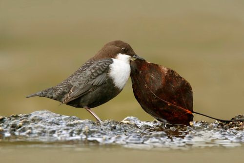 Waterspreeuw op voedseltocht