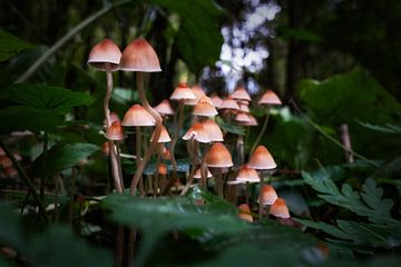 Familie kleine paddenstoelen in het bos van Chi