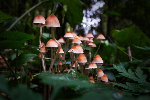 Familie kleine paddenstoelen in het bos