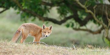 Een jonge vos van Menno Schaefer