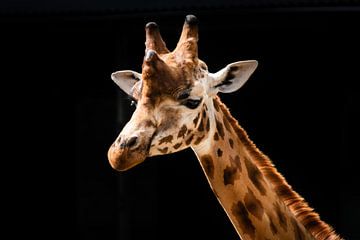 De giraffe van Denise Vlieland