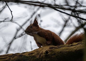 Squirrel by Daniel Kruse